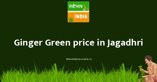 Ginger Green price